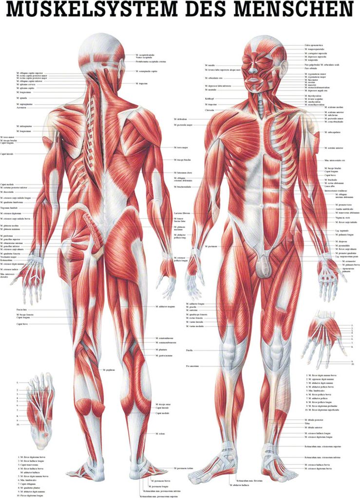 Muskelsystem Poster Anatomie 70x50 cm medizinische Produktbild 