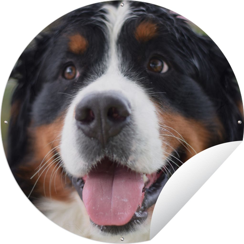 MuchoWow Gartenposter Outdoor-Poster Rund Vorderansicht des Kopfes des Berner Sennenhundes Ø 60 cm Gartendeko Rundes Poster draußen
