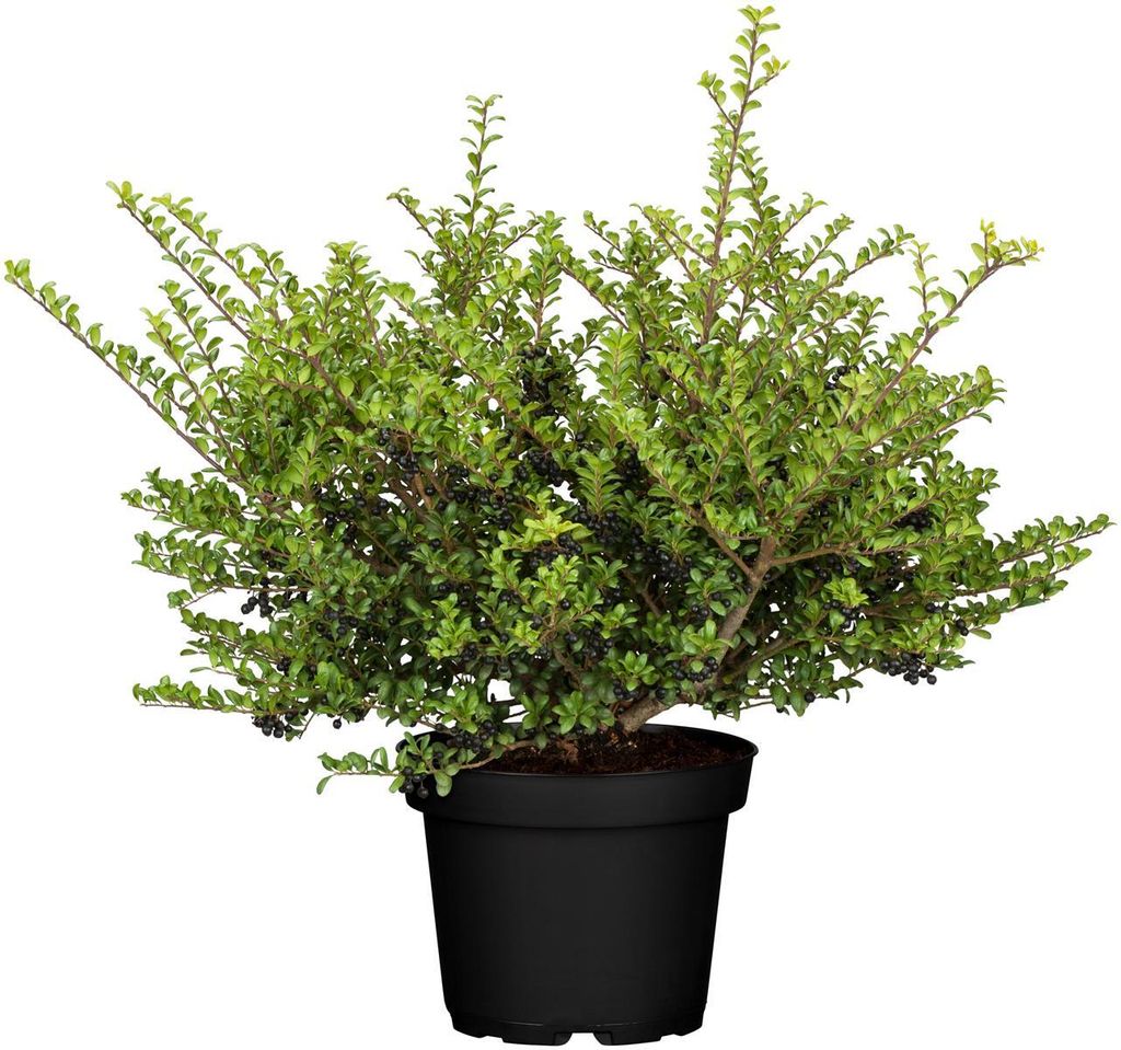 Ilex crenata 'Convexa', Japanische Stechpalme, immergrün, 30–40 cm