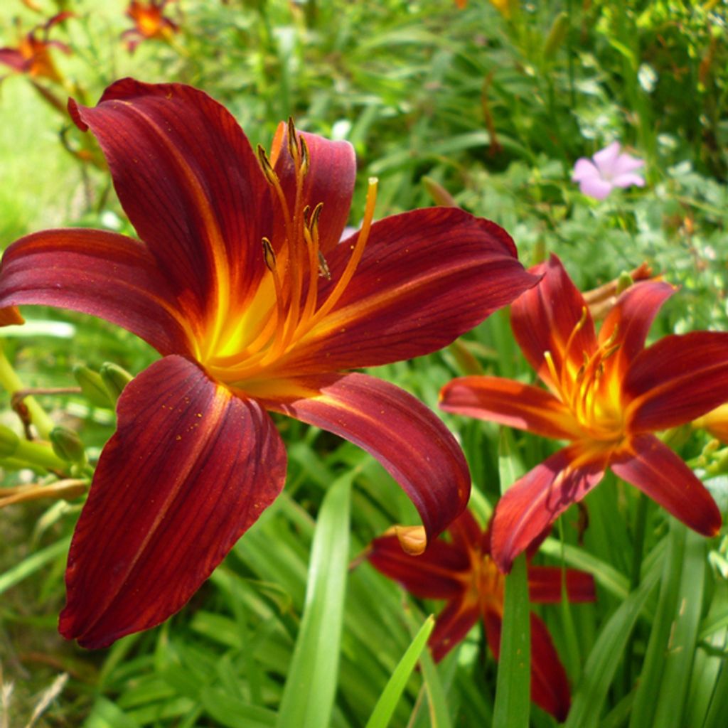 6 x Taglilie  - Hemerocallis 'Sammy Russell'  | Topf 9cm x Produktbild 