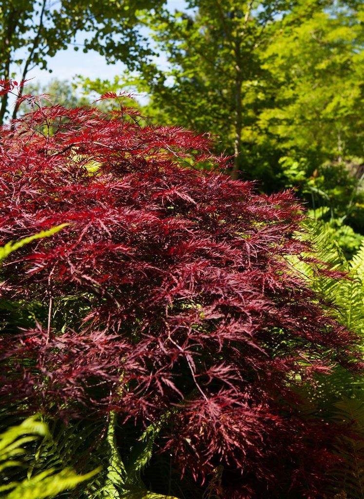 Acer palmatum 'Red Pygmy', Japanischer Ahorn, rot, 60–80 cm
