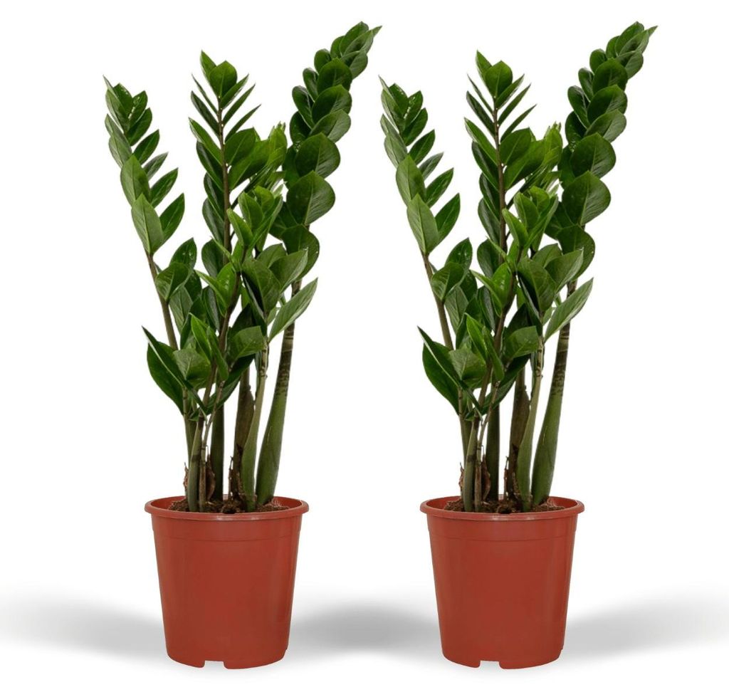 Zamioculcas Zamiifolia - Smaragdpalme | 2 Stück - 40-50cm - Ø14cm - Zimmerpflanze - Immergrün - Multideal