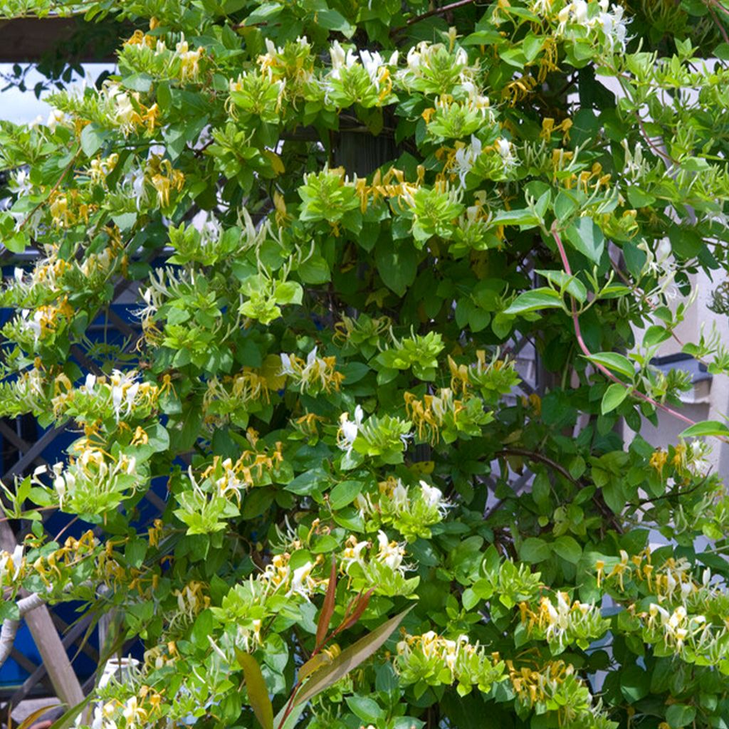 philodendron scandens brazil Philodendron Scandens Brazil 11cm Houseplant – OH SO Floral main image 0