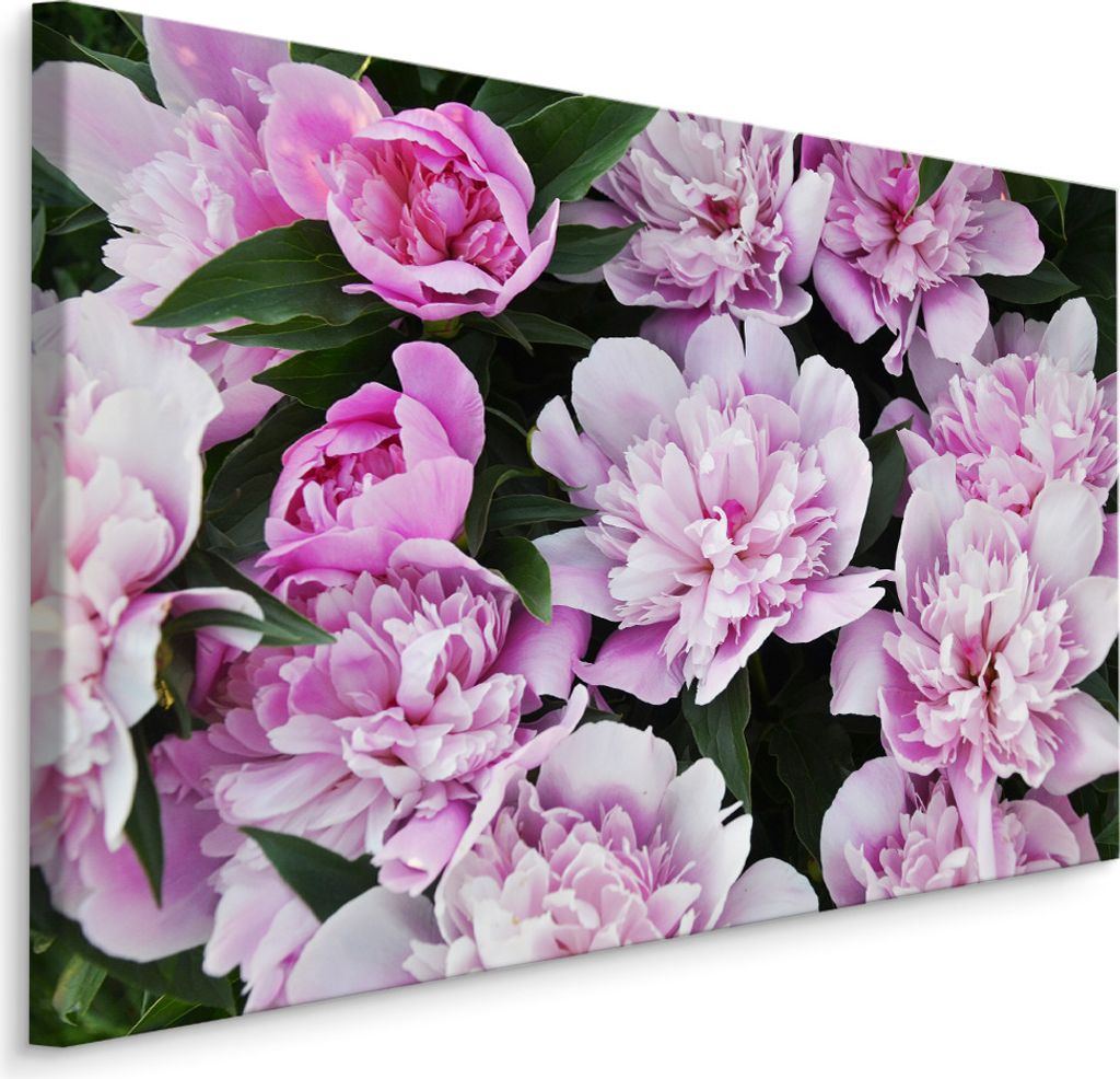 Fabelhafte Canvas LEINWAND BILDER 120x80 cm XXL Kunstdruck Pfingstrosen Blumen Natur