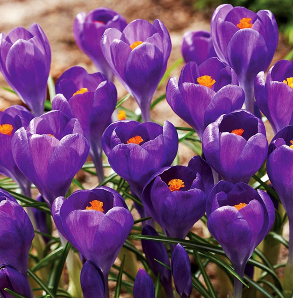 Bulbi da fiore Bulbi Crocus a fiore grande Crocus Blue Immagine del prodotto 