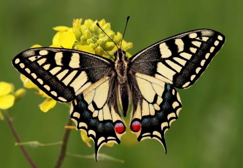 3 D Ansichtskarte Schmetterling, Schwalbenschwanz, Postkarte Wackelkarte Hologrammkarte Tiere Tier Falter