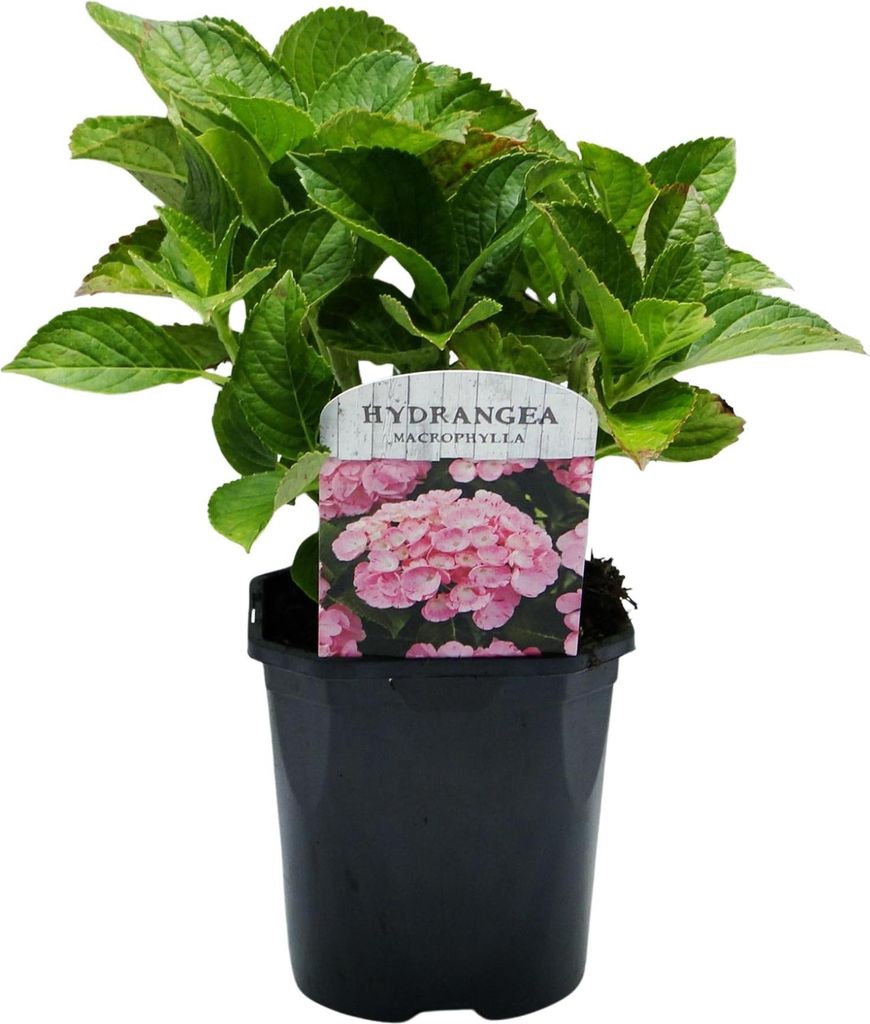 GreenboutiQ - Hortensie - Hydrangea macrophylla Pink - Blüte Rosa - 1 Pflanze - Laubabwerfend - Wenig Pflege - Topf 17cm Höhe 30cm
