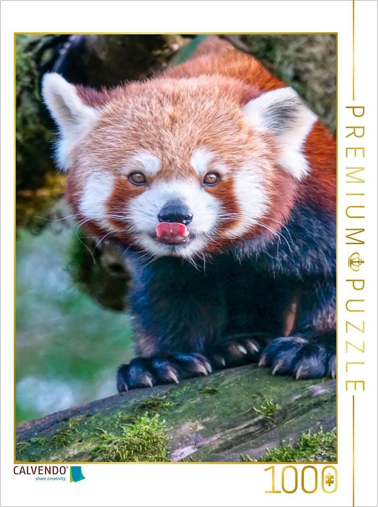 CALVENDO Puzzle Roter Panda | 1000 Teile Lege-Größe 64x48cm Foto-Puzzle für glückliche Stunden