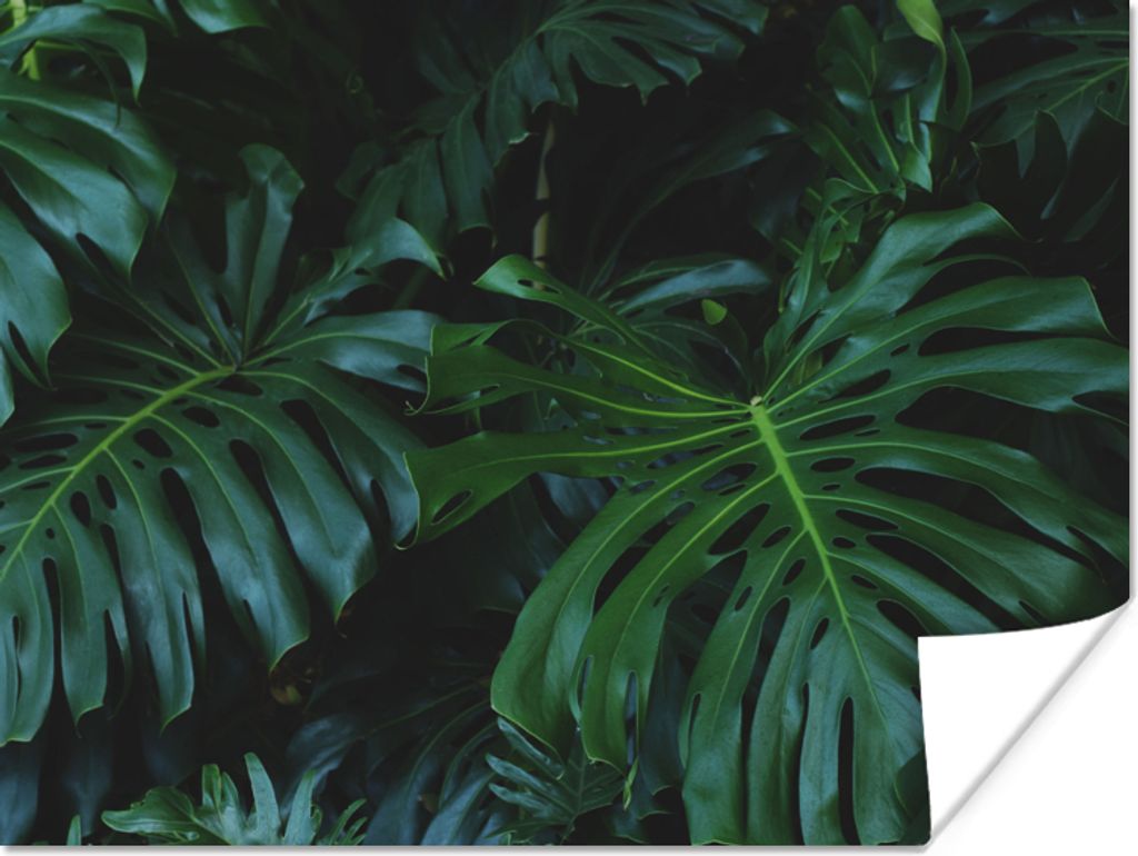 MuchoWow Poster Monstera - Blätter - Tropisch - Dschungel 40x30 cm - Plakate für die Wände - Poster Wohnzimmer