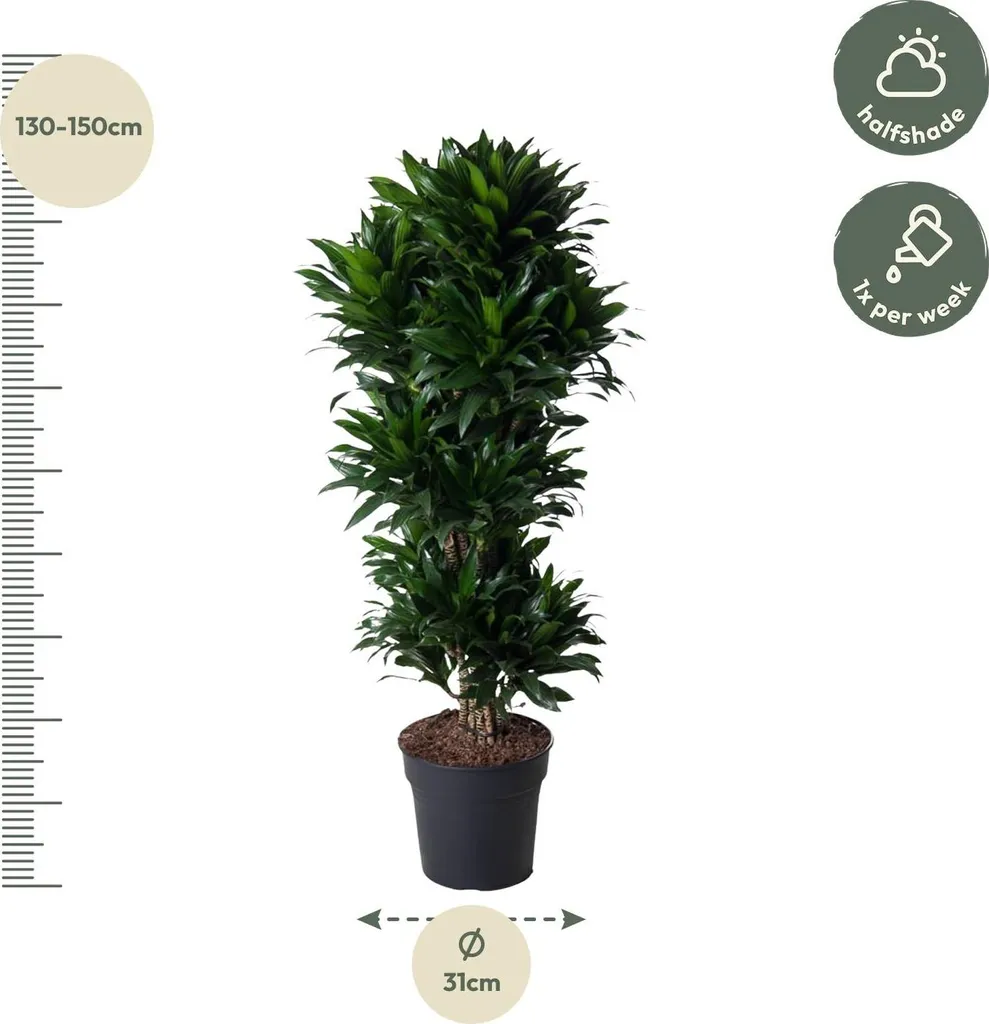 Dragonnier Dracaena Compacta 140 cm - 5 troncs robustes et feuillage dense - 2