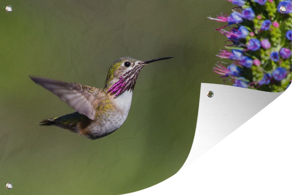 MuchoWow 120x80 cm Outdoor-Poster Gartendeko Sichtschutz Garten Poster für den Garten Kolibri - Pflanze - Vogel