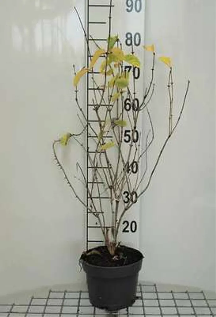 Chèvrefeuille tatarica pour massif - Lonicera Hack's Red 40-60 cm