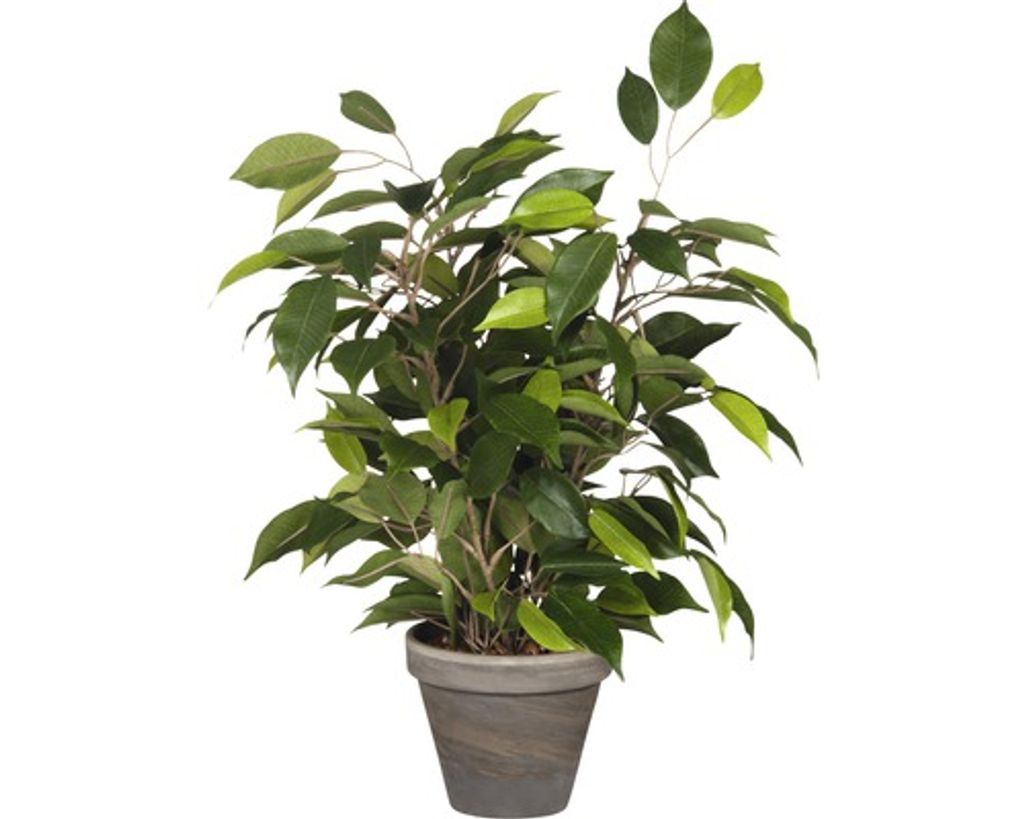 Umělá rostlina březový fíkus Ficus natasja Ø 30 H 40 cm Obrázek produktu 