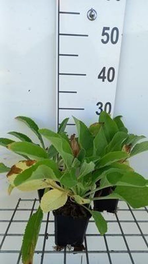 6 x Digitalis purp. 'Snow Thimble' - Fingerhut - Topf 9 x 9 cm
