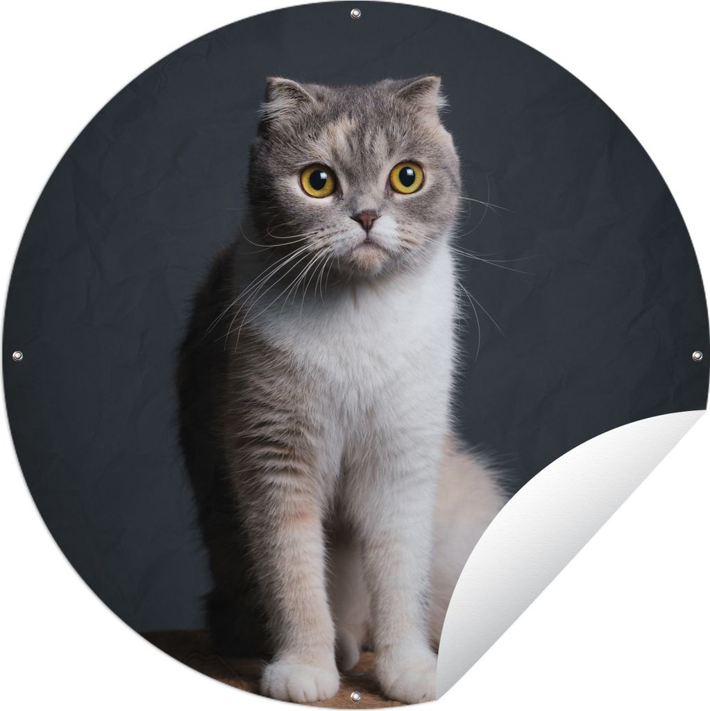MuchoWow Gartenposter Outdoor-Poster Rund Katze - Haustiere - Licht Ø 60 cm Gartendeko Rundes Poster draußen