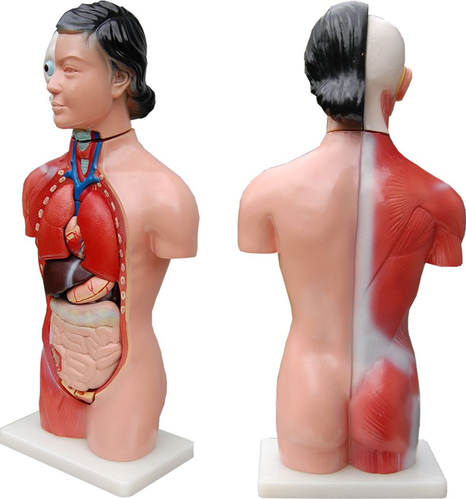 Anatomie Körper Anatomisches Modell Körpermodell Puppe Produktbild 4