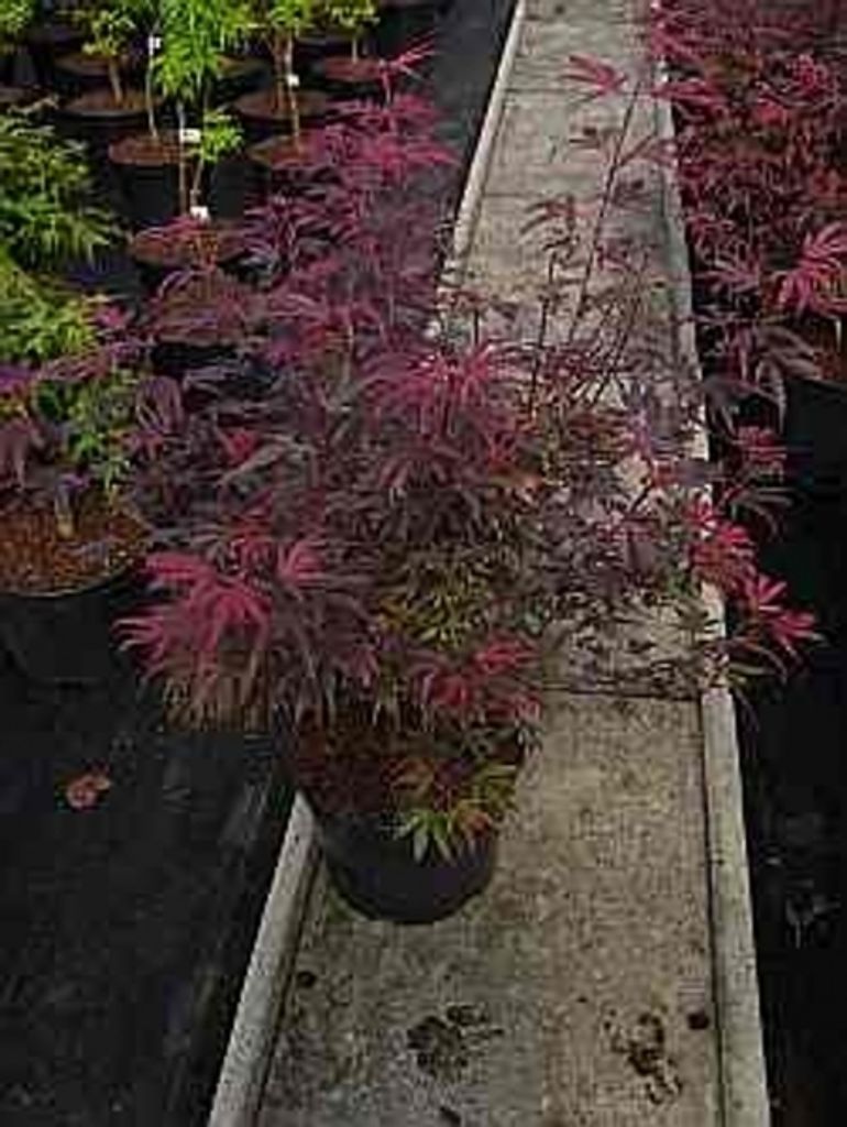 Acer palmatum Shaina - Japanischer Fächerahorn Shaina - 80-100