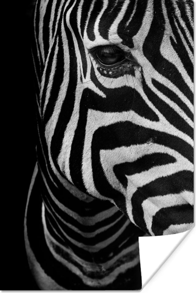 MuchoWow Poster Tiere - Zebra - Schwarz - Weiß 40x60 cm - Plakate für die Wand - Poster Babyzimmer