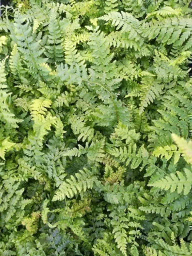 Fougère persistante Polystichum setiferum - 6 plants robustes en pot