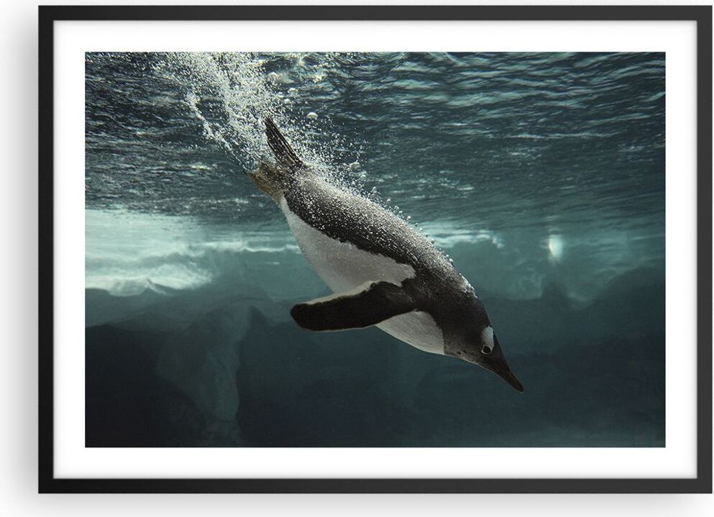 Gerahmtes Poster - Schwarzer Rahmen - Tauchen Pinguin Gletscher - 70x50 cm - Wand Bild - Wanddeko - Wandbilder - Wandposter - Bilderrahmen - Bilder...