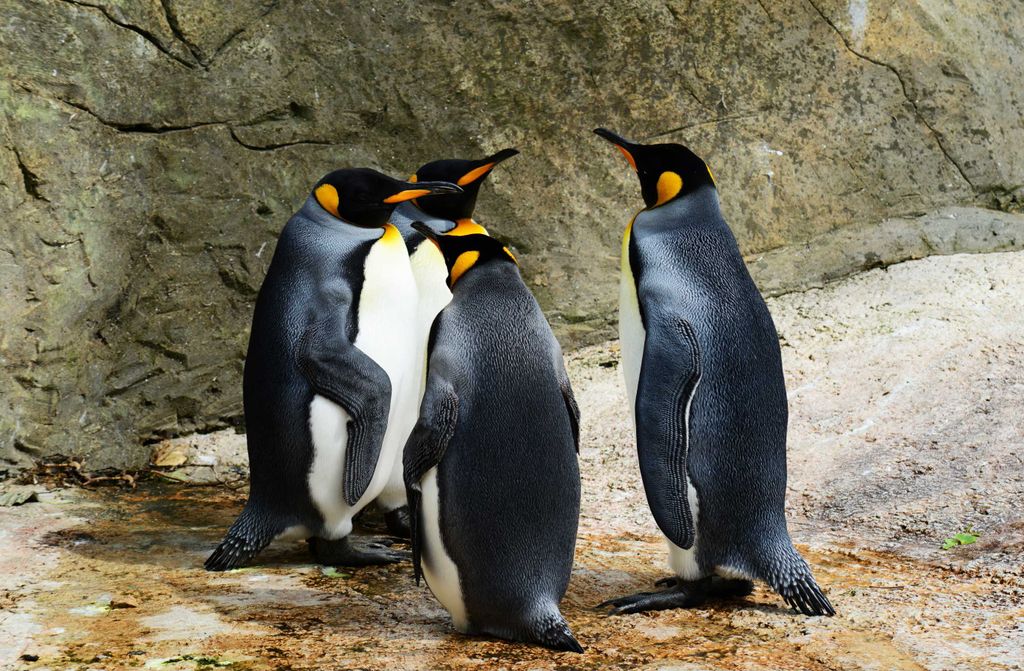 hansepuzzle 36339 - König pinguin Puzzle, 500 Teile, Tierwelt, 46,0 x 30,0cm mit hochwertiger Aufbewahrung, Kartonbox & Beutel
