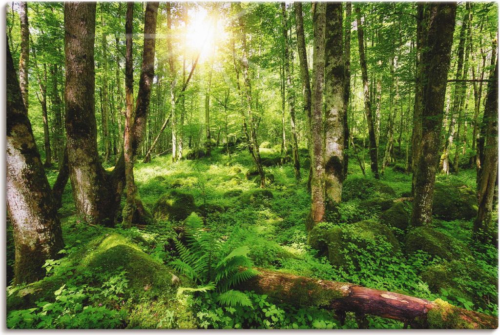 ARTland Leinwandbild Wald Größe: 120x80 cm