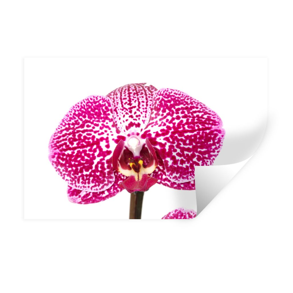 MuchoWow Wandtattoo Wandsticker Wandaufkleber Orchidee rosa 30x20 cm Selbstklebend und Repositionierbar - Wierderverwendbar - Selbstklebend