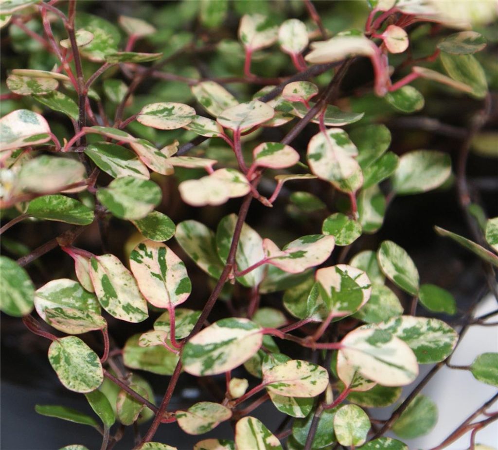 Mühlenbeckia 'Pink Camouflage' - Mühlenbeckie compelxa Produktbild 