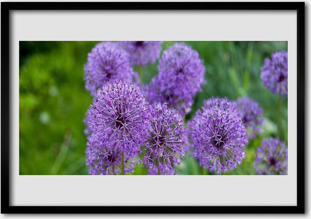 Bild 70x50 MDF-Rahmen Wandkunst Lila Wiesenblumen