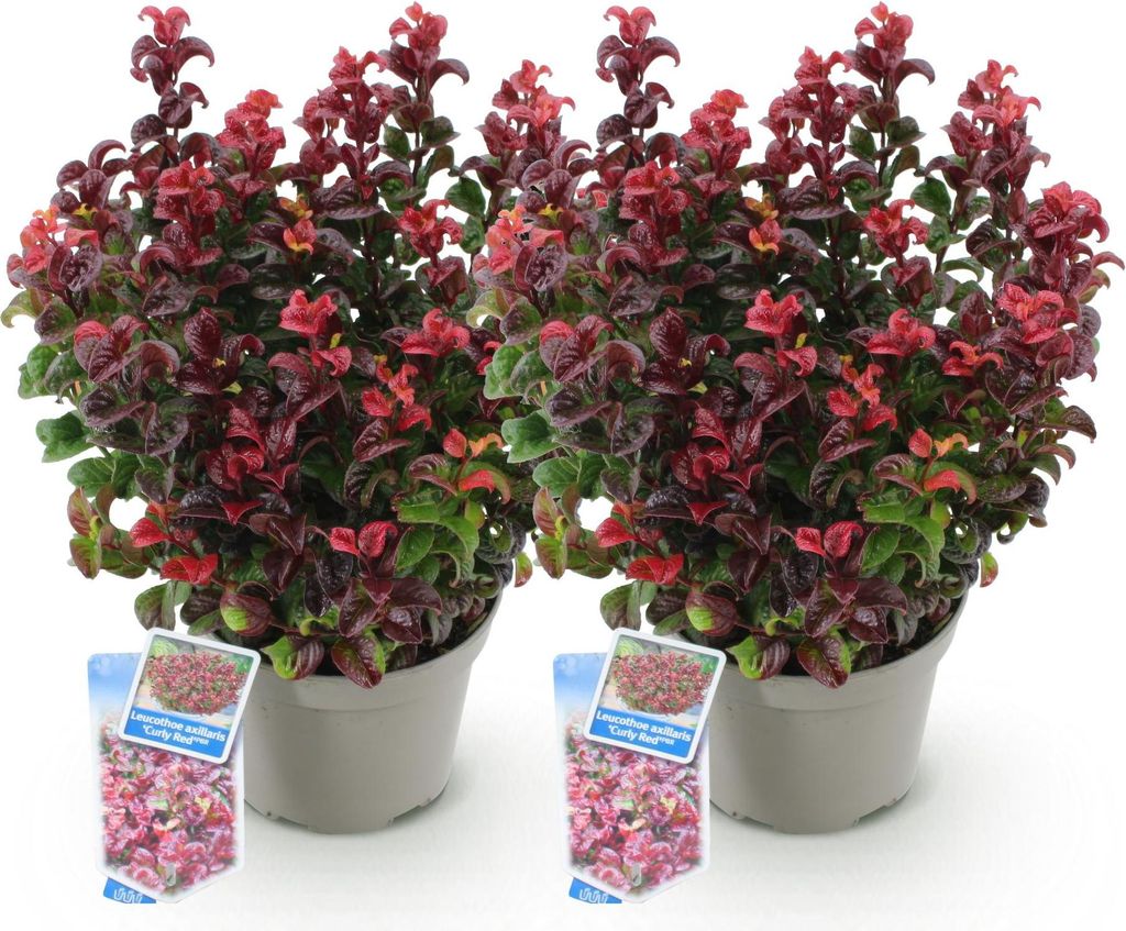 Traubenheide Leucothoe Curly Red – 2 Pflanzen 17cm Höhe ca.40cm – Immergrün & farbintensiv – Rotes lockiges Laub – Pflegeleichter dekorat...