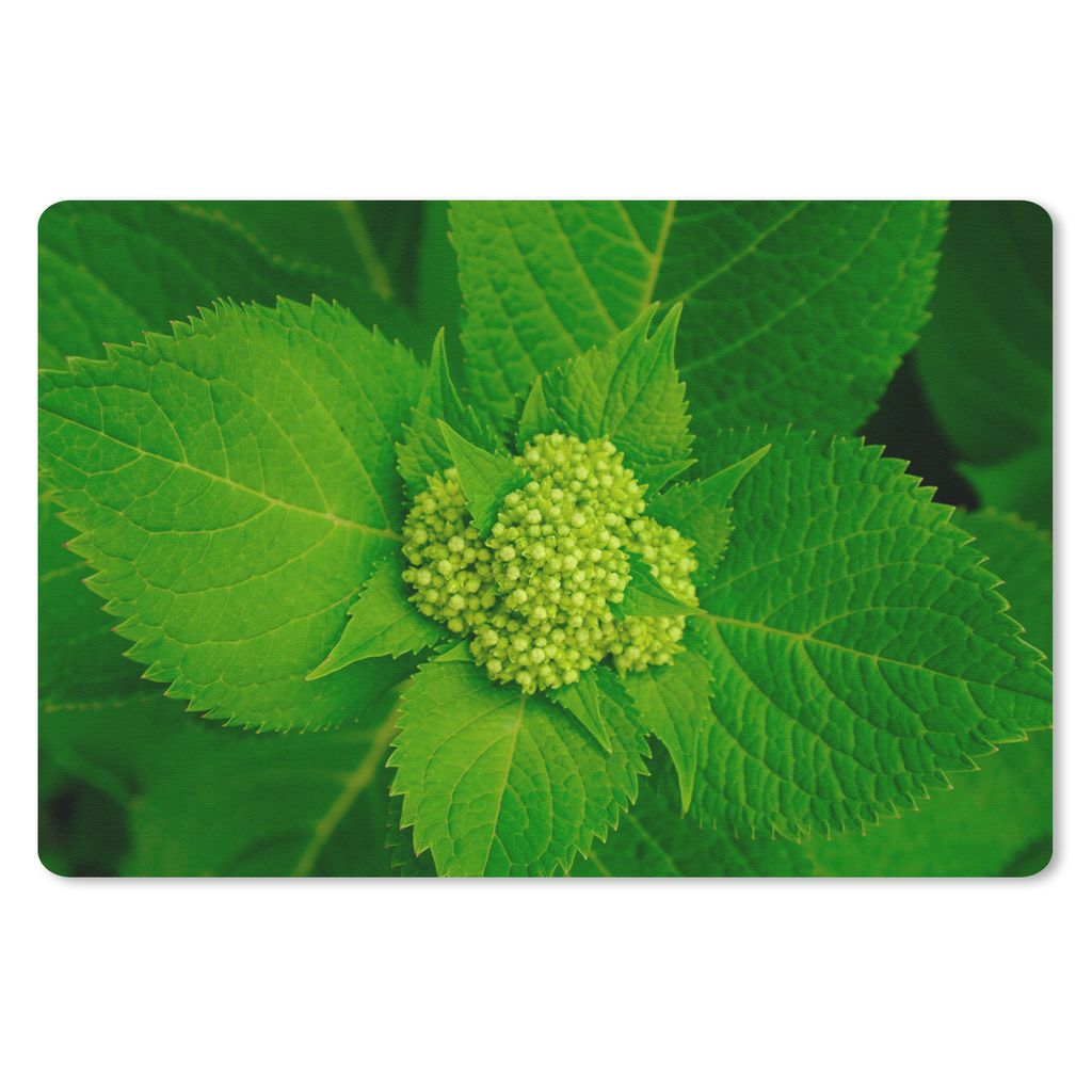 MuchoWow Schreibtischunterlage Foto der botanischen Hortensienpflanze 60x40 cm - XXL Mauspad - Großes Mauspad