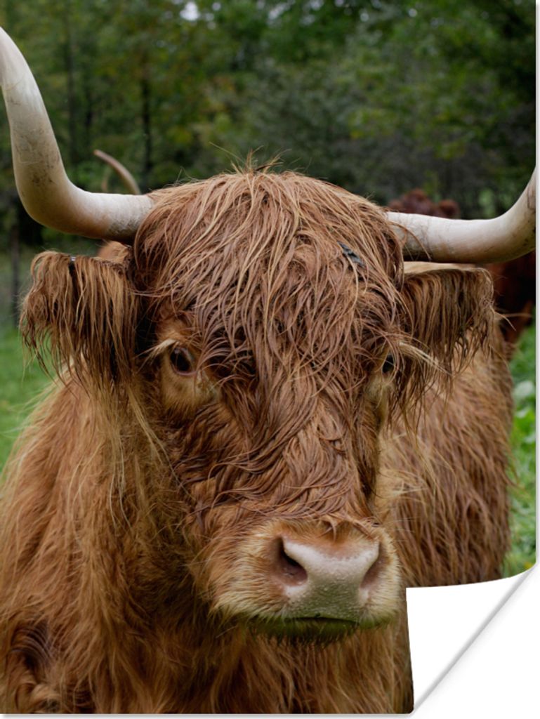 MuchoWow Poster Schottische Highlander - Tiere - Gras 60x80 cm - Schlafzimmer Dekoration