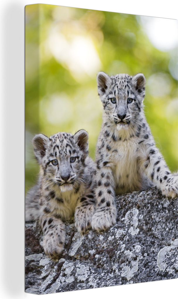 OneMillionCanvasses - Leinwandbilder - 90x140 cm, Leopard - Jungtiere - Steine, Wandbilder Kunstdruck Wanddekoration - Foto auf Leinwand - Gemäl...
