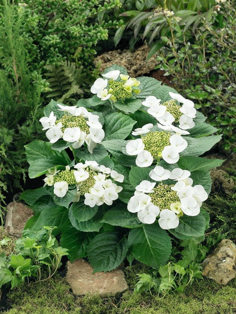 Hydrangea macrophylla 'Benxi', Hortensie, rosa, 30–40 cm