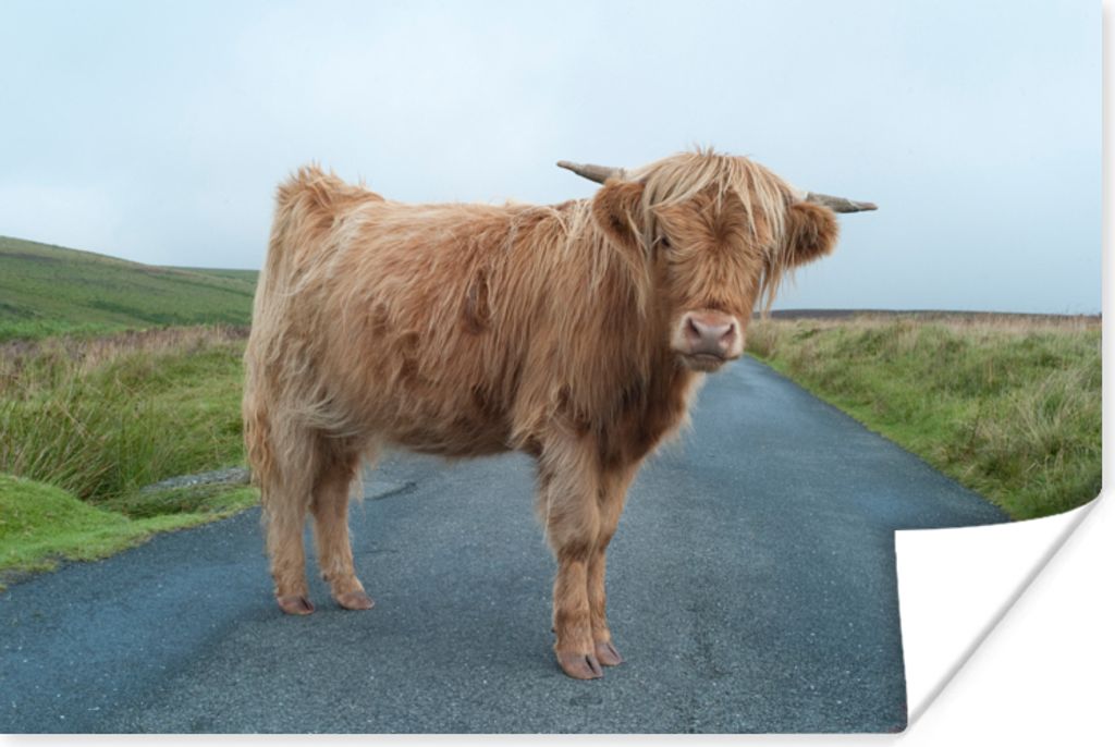 MuchoWow Poster Scottish Highlander - Straße - Gras 60x40 cm - Schlafzimmerdekoration