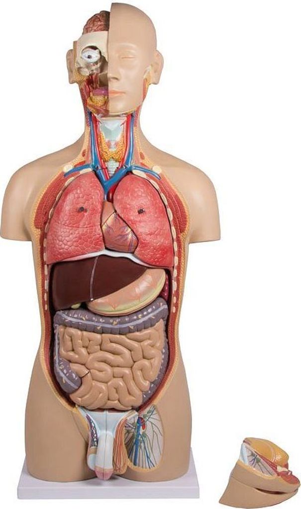 Erler-Zimmer Modèle de torse à dos ouvert 27 pièces à deux Image du produit 