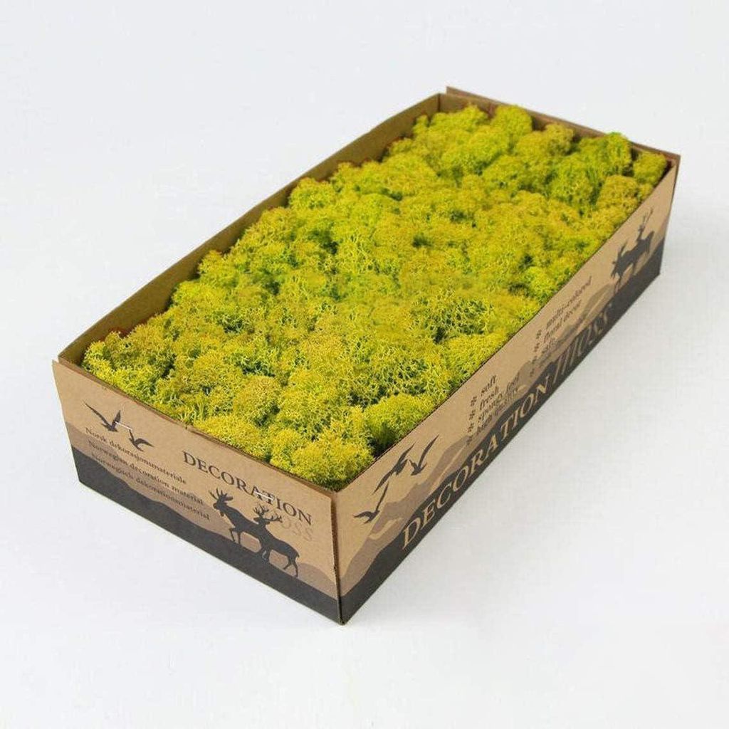 Rentiere Moos Do-it-yourself Kit - Konserviertes natürliches Grün für Terrarien, Gartenkunst, Wanddekoration, Florist, Ostertisch, Hochzeit (04 ...