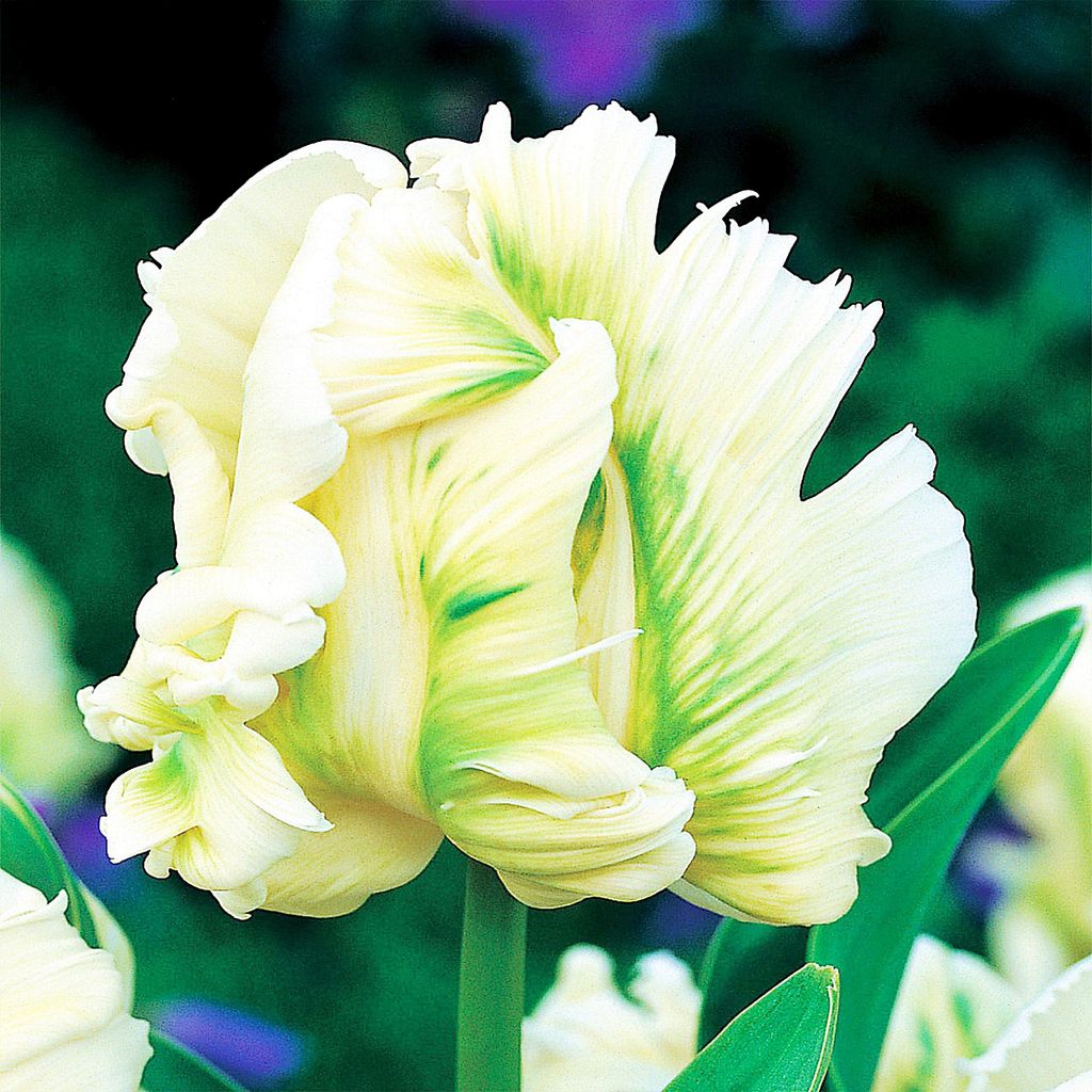 Tulipan Papuzi Super Parrot 5 szt. Tulipany Cebulki Zdjęcie produktu 