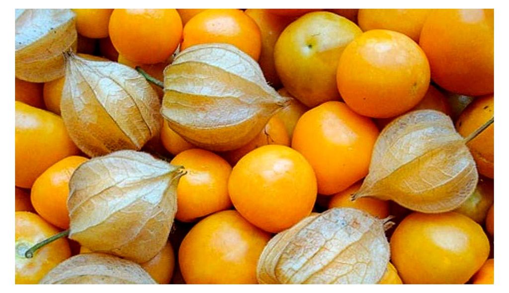 Physalis Schönbrunner Gold, , 1 Portionstüte 0,05 g - ausreichend für ca. 30 Pflanzen