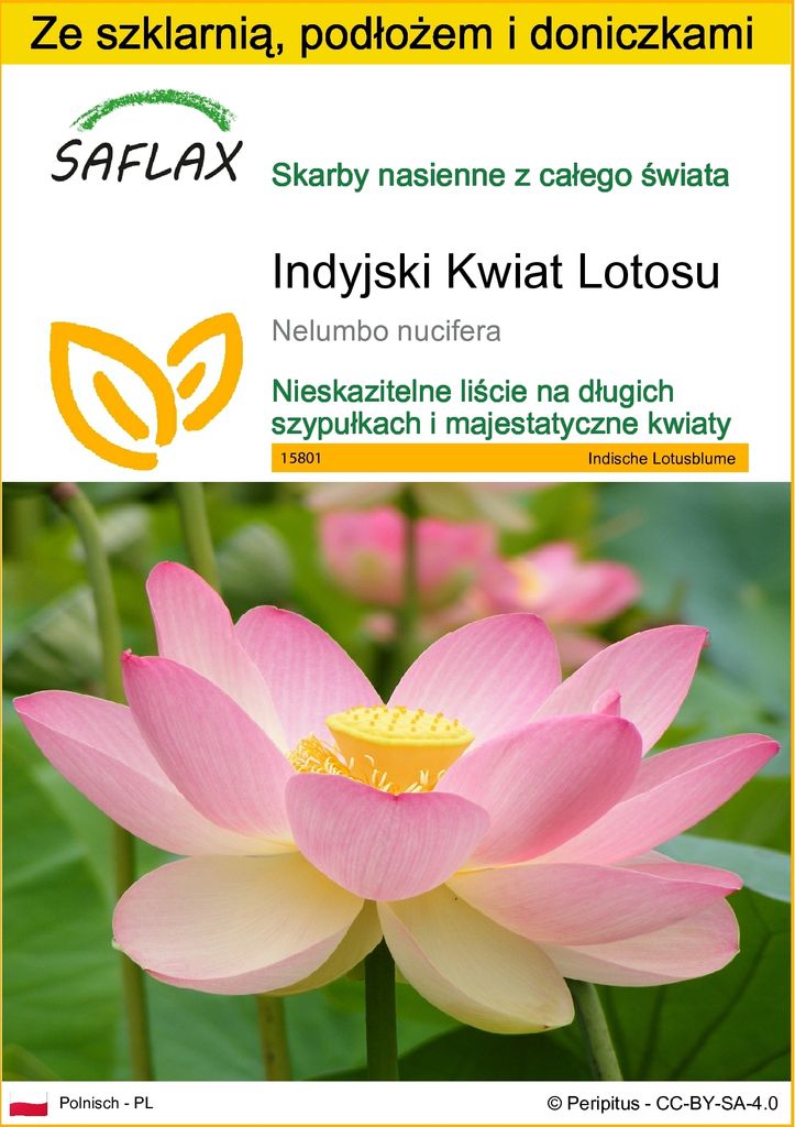 SAFLAX - Zestaw do uprawy - Indyjski Kwiat Lotosu - 8 Zdjęcie produktu 