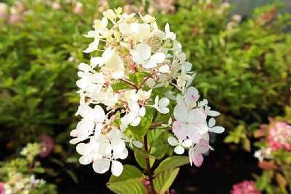 Hydrangea Framboisine hortensia résistant au froid pour jardin facile