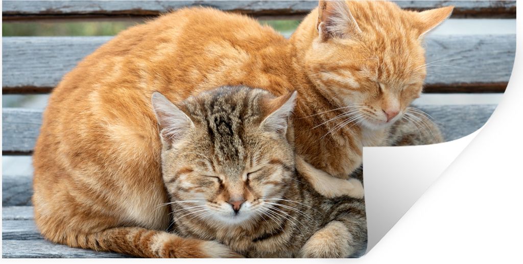 MuchoWow Wandtattoo Wandsticker Wandaufkleber Katzen - Bank - Holz 40x20 cm Selbstklebend und Repositionierbar - Aufkleber