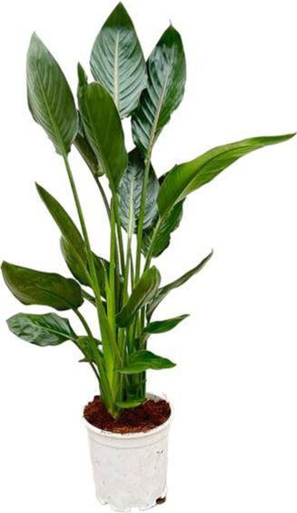 Paradiesvogelblume Strelitzia Reginae – Zimmerpflanze – Ø21cm – Höhe ca. 120cm – Exotische Blüten – Für Innen & Außen – Pflegeleicht