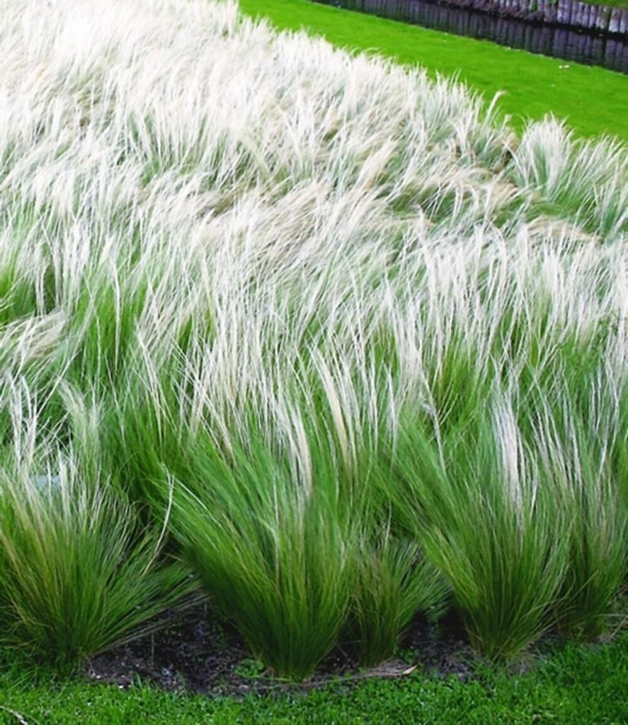 BALDUR Garten 6x Mädchenhaargras Federgras, Pflanzen im 9x9 Produktbild 