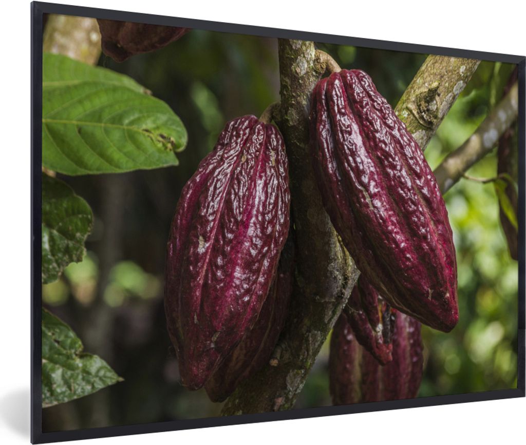 MuchoWow MuchoWow Gerahmtes Poster Rote Kakaobohnen in den Schoten im Dschungel von Peru 60x40 cm - Poster mit zchwarzem Bilderrahmen - Printin...