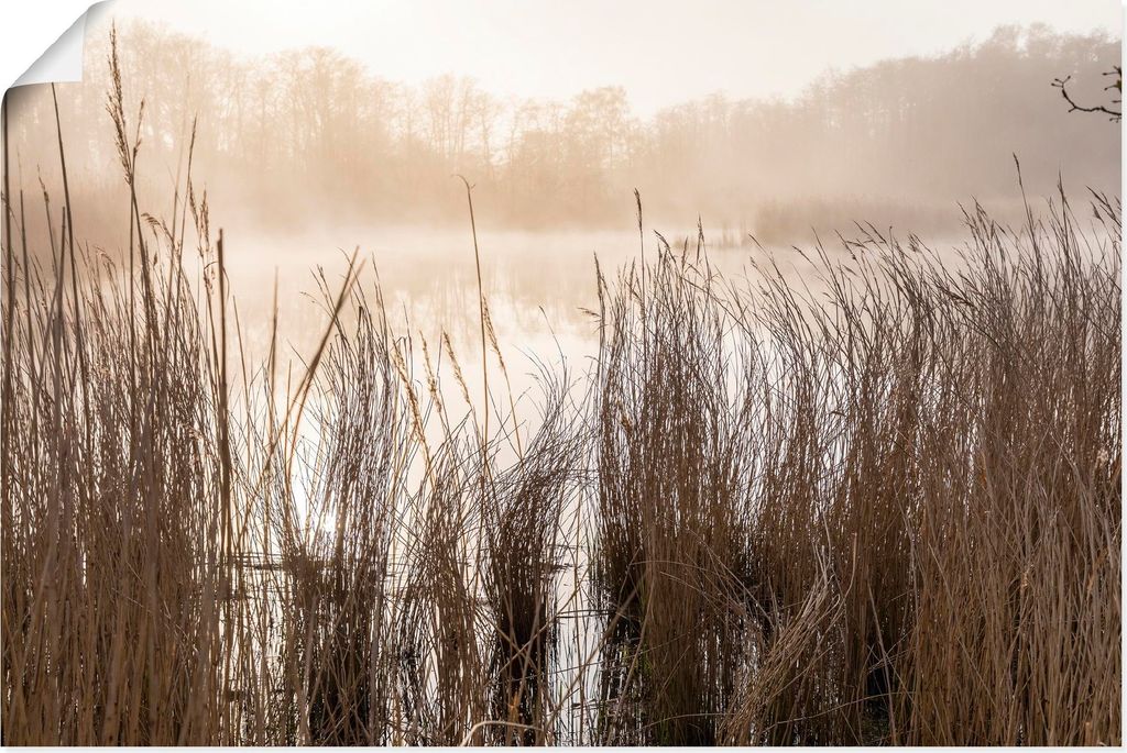 ARTland Poster Gräser im Nebel am Bodden bei Prerow Größe: 90x60 cm