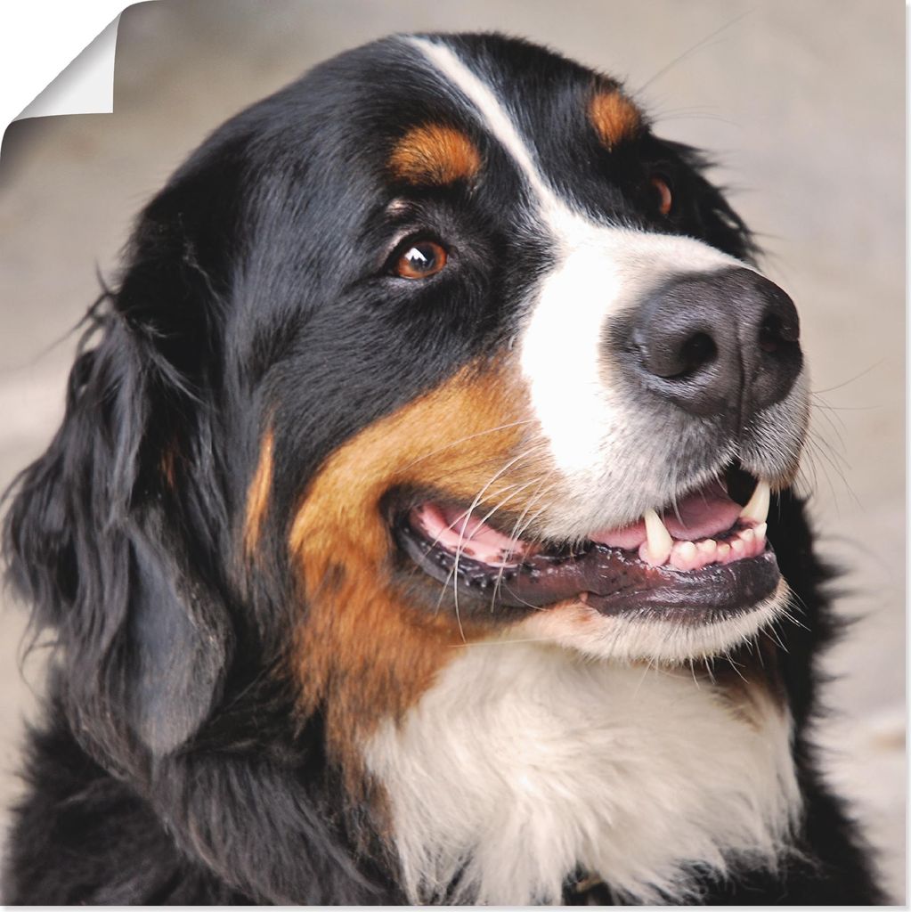 ARTland Poster Berner Sennenhund Größe: 70x70 cm