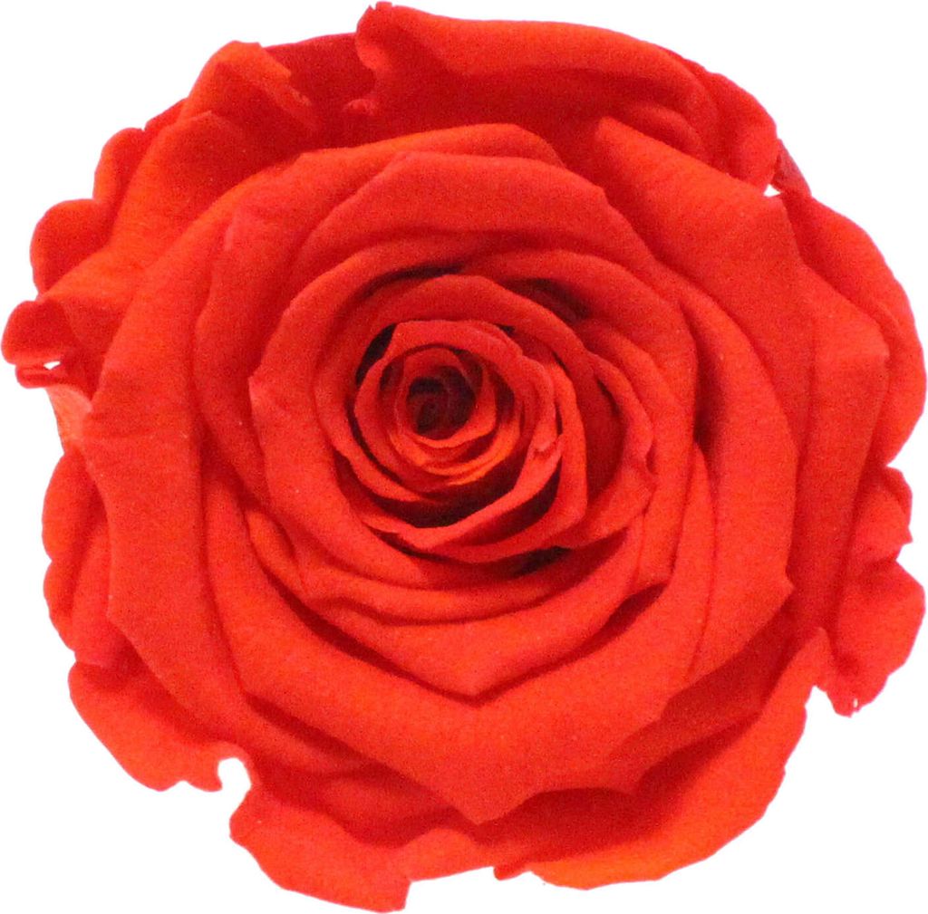 Infinity Rose XL Ø6-7cm konserviert stabilisiert haltbar Rosenkopf ewige Blüte Orange-Gelb (bic01)