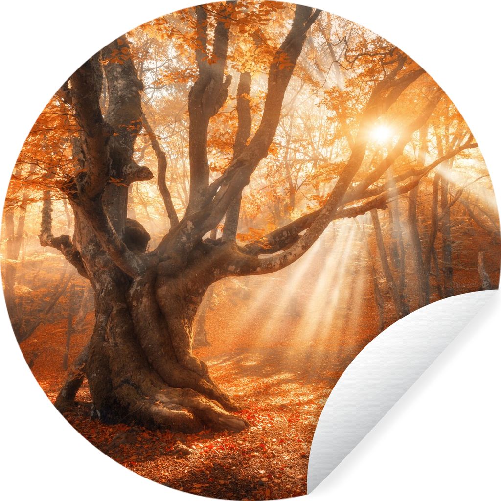 MuchoWow Runde Wandtattoo - Wandsticker Tapete Aufkleber Baum - Natur - Herbst Ø 80 cm Selbstklebend und Repositionierbar - Wandaufkleber - Krei...