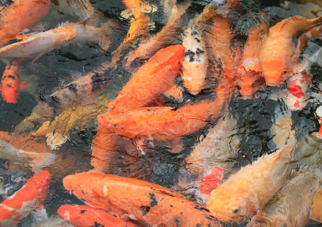 hansepuzzle 103883 - Fische Puzzle, 260 Teile, Tierwelt, 41,0 x 28,0cm mit hochwertiger Aufbewahrung, Kartonbox und wiederverschließbarem Beutel